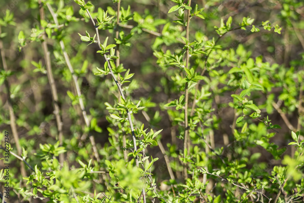 Young spring vibrant green leaves in bushes macro with blurred background. Sunny growth time natural fresh close-up Young spring vibrant green leaves in bushes macro with blurred background. Sunny growth time natural fresh close-up