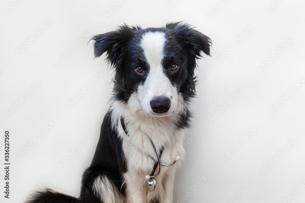 Puppy dog border collie with stethoscope isolated on white background. Little dog on reception at veterinary doctor in vet clinic. Pet health care and animals concept.