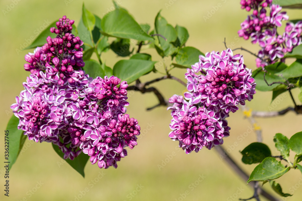 Branch of spring blossoming purpure pink lilac with green leafs. Closeup lilac. Background of flowers. Nature and plants Branch of spring blossoming purpure pink lilac with green leafs. Closeup lilac. Background of flowers. Nature and plants