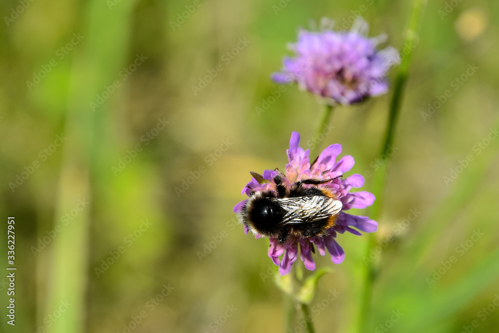 Bee is searching for and collecting nectar. Insect is sitting on the flower. Bee is searching for and collecting nectar. Insect is sitting on the flower.