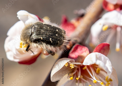 Tropinota hirta, a pest that destroys the flowering plants, feeds on flowers and buds of plants, Beetle that eats apricot inflorescences. photo