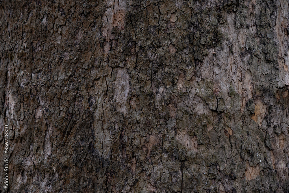 Great texture of the dark bark of a tree