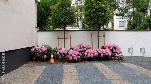 Fototapeta Naklejka Na Ścianę i Meble -  Blooming rhododendron in car park near  residential building