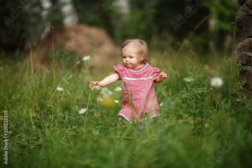 baby girl walking in the meadow, collecting wild flowers, daisies, crawling on the grass, happy childhood, summer © Елена Бурова