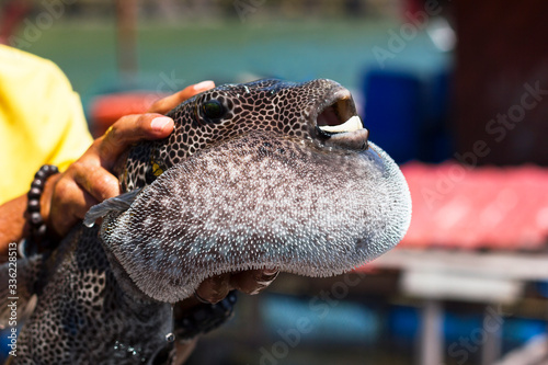 Man holding dangerous toxic Fugu puffer fish in his hands