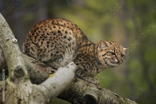 Geoffroy's cat, Leopardus geoffroyi, wild cat native to the South America. Nocturnal and a solitary hunter cat.  Captive animal. © Martin Mecnarowski