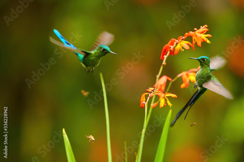 Tableau sur toile Long-tailed Sylph, Aglaiocercus kingii, two spectacular hummingbirds  hovering next to orange flowers against dark green cloud forest reserve background
