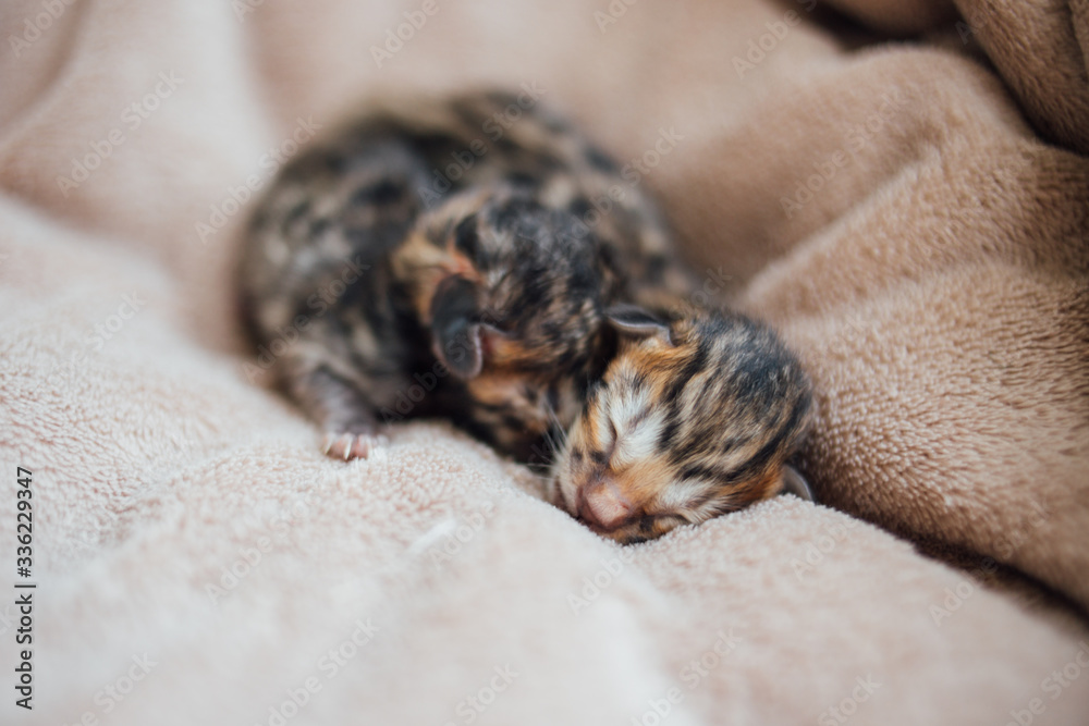 Newborn kitten