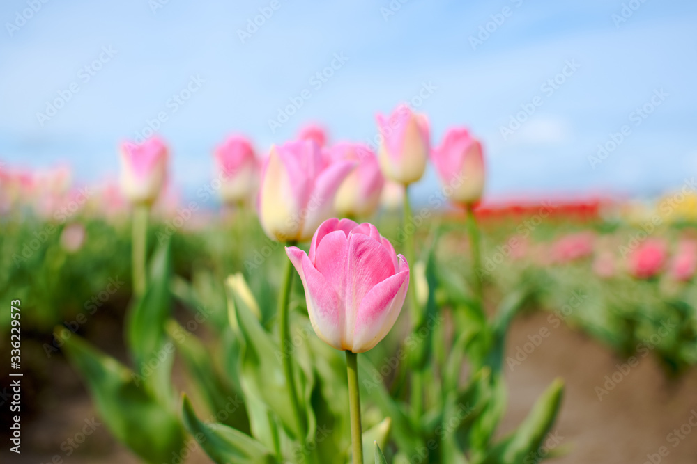 Fototapeta premium Purple and white tulips