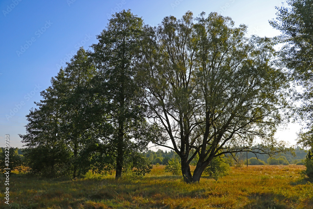 Fototapeta premium Large trees in a field close-up, soft light, morning.