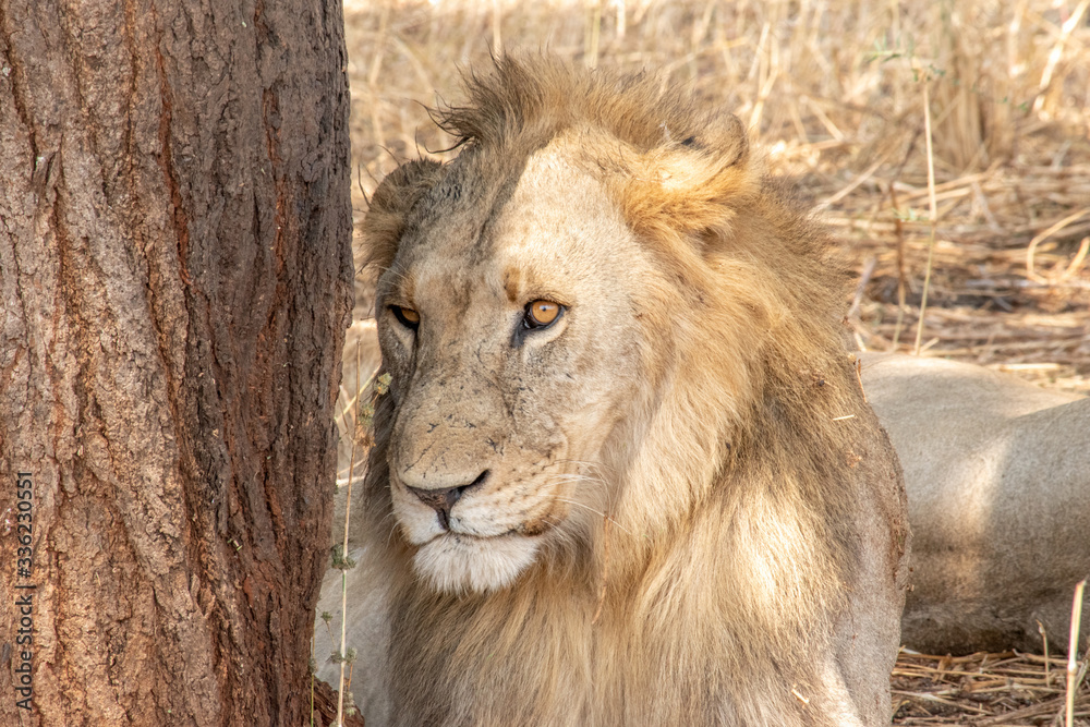Close up of lion resting against tree in Serengeti