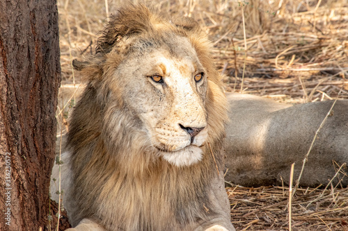 Fototapeta Naklejka Na Ścianę i Meble -  Close up of lion resting against tree in Serengeti