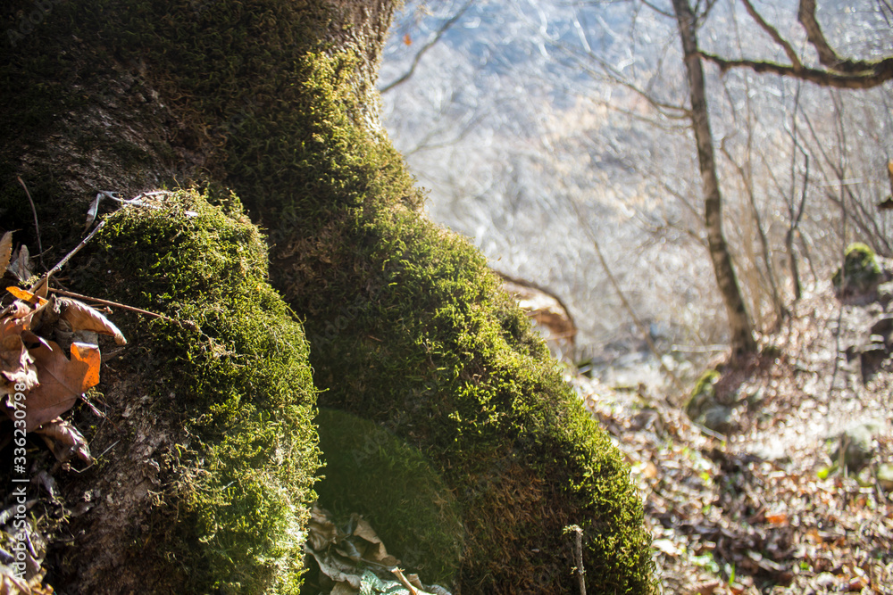 fresh moss on a tree