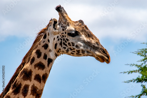 C pse up of giraffe in Ngorongoro Crater with blue sky in back ground. © Kathryn