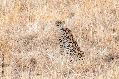 Cheetah perched on termite hill keeping watch for potential prey.