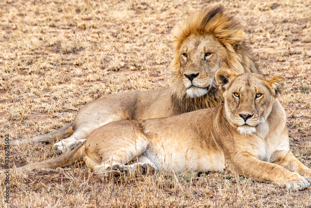 Close up of lion couple in Ngorongoro crater resting after mating Close up of lion couple in Ngorongoro crater resting after mating