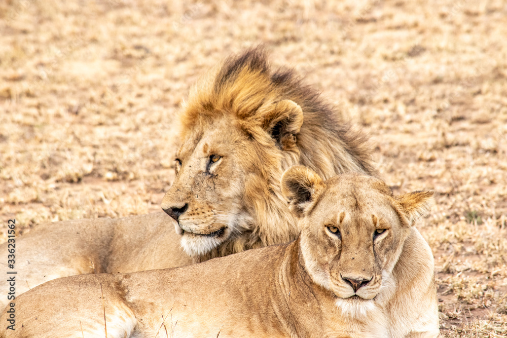 Close up of lion couple in Ngorongoro crater resting after mating Close up of lion couple in Ngorongoro crater resting after mating