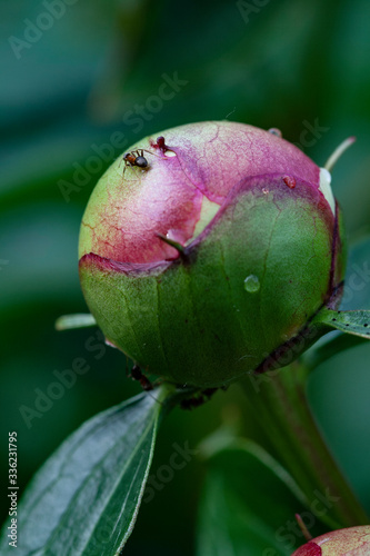 Closeup of peony bud with ants on top
