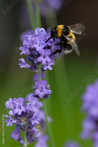 Honey bee feeds on lavender blossom 