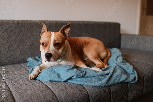  Adorable brown dog breed American Stafford Terrier is lying on the bed