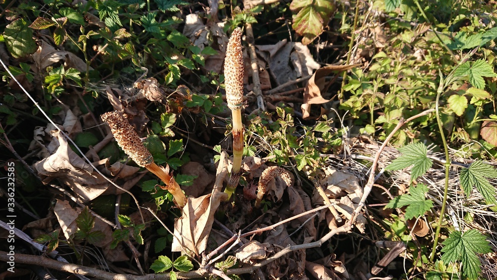 Delle piante di equisetum crescono nel terreno appena disboscato dall'uomo Delle piante di equisetum crescono nel terreno appena disboscato dall'uomo