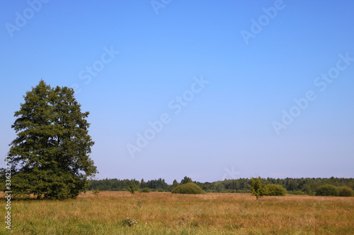 Lonely tree in a field in the countryside, selective focus.