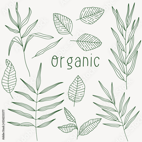 Plant nature hand drawn set. Collection botanical element.