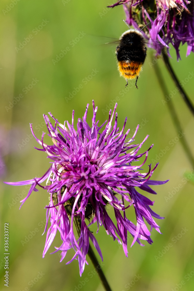 Bee is searching for and collecting nectar. Bee is flying from flower to flower. Bee is searching for and collecting nectar. Bee is flying from flower to flower.