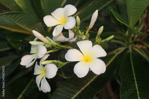 Tropical flower frangipani plumeria  