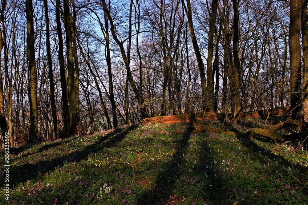 Naklejka premium Wald mit blühendem Lerchensporn (Corydalis cava).