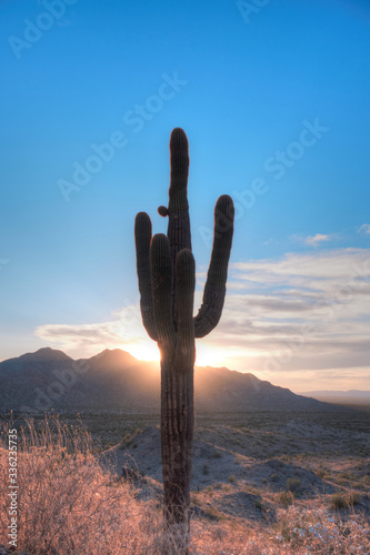 saguaro cactus in arizona