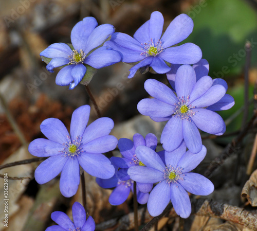 In spring, the Hepatica nobilis blooms in nature. © orestligetka