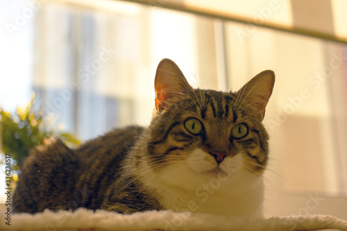 Fototapeta Naklejka Na Ścianę i Meble -  Cute domestic cat with green eyes face close-up. Background about pet closeup
