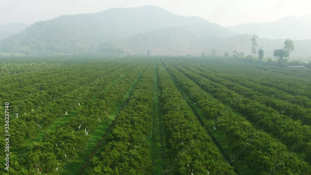 Aerial shot beautiful Orange farm.