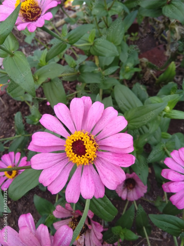 Obraz premium pink zinnia flower plant somewhere in India