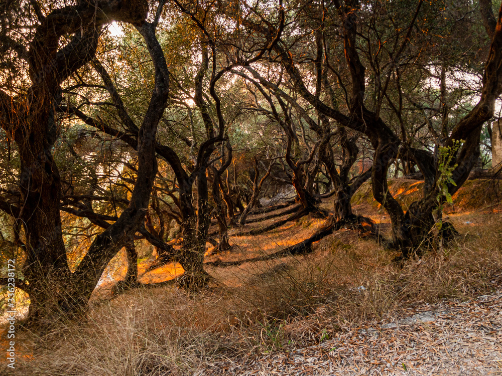 Ollve trees on Corfu Island, Greece Ollve trees on Corfu Island, Greece