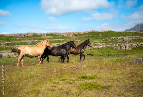 A herd of Icelandic horses in a pasture in Iceland