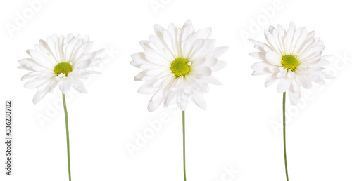  white daisy flowers