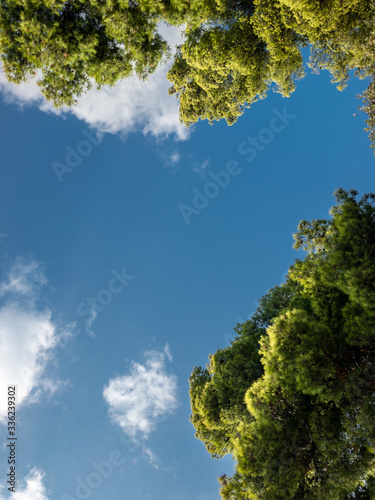 Sky and pine trees  Greece