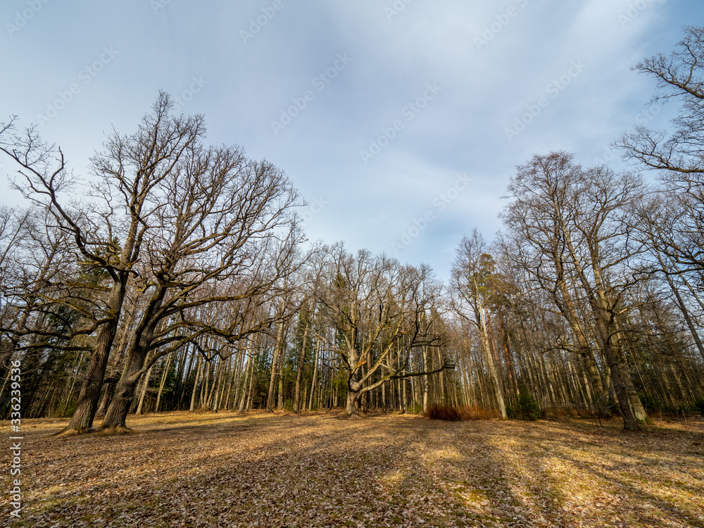 a clearing with trees bathed in the spring sun a clearing with trees bathed in the spring sun