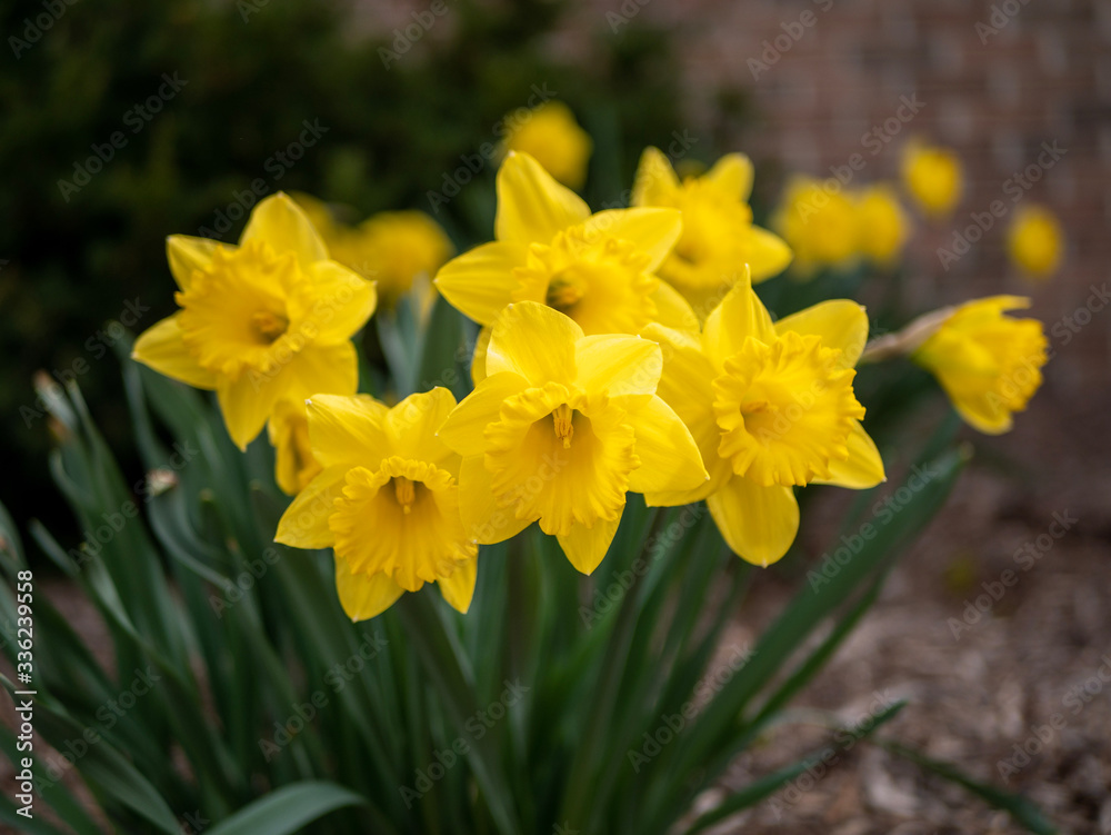 yellow daffodils in spring