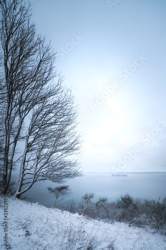 Snow Covered Trees at Discoery Park in Seattle
