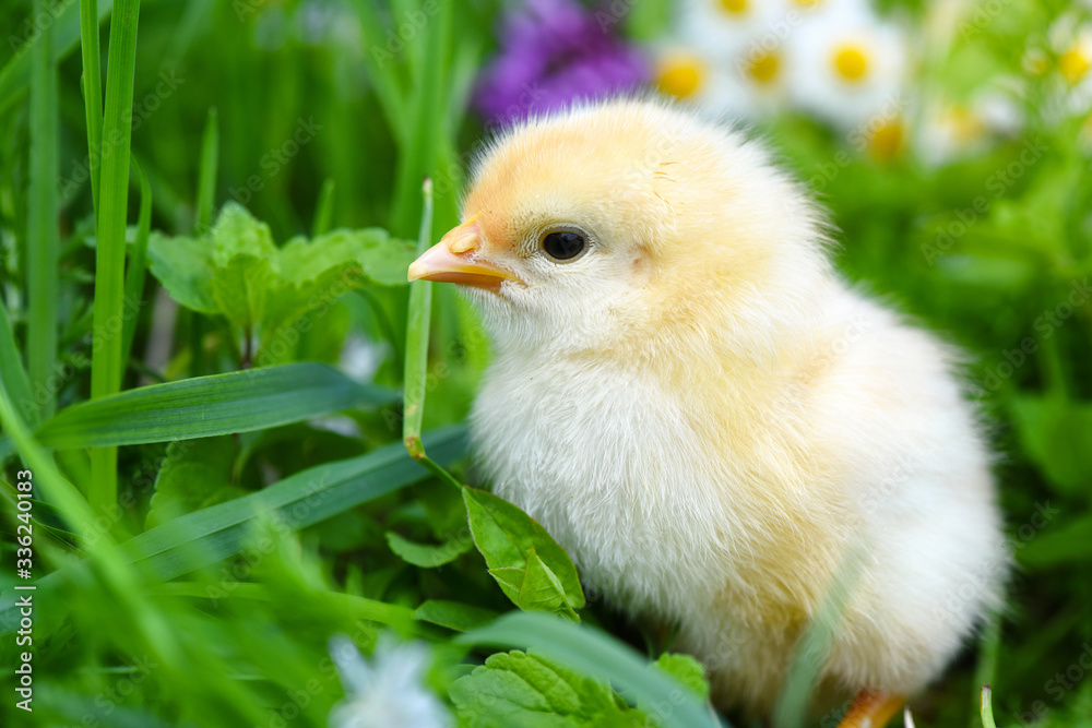 Close-up little chicken on green grass with daisies Close-up little chicken on green grass with daisies