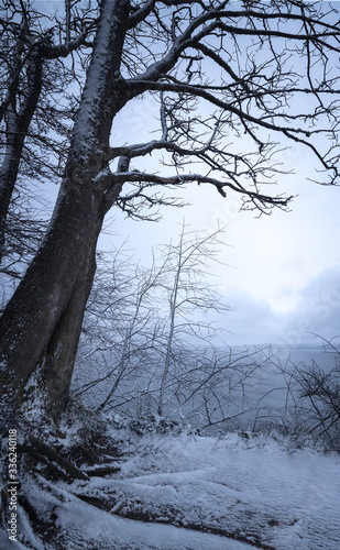 Snow Covered Roots of Cliff Side Tree at Discovery Park in Seattle