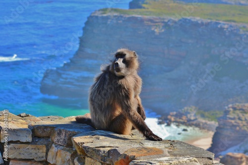 Stunning porttrait of Capuchin Monkey at Cape Point