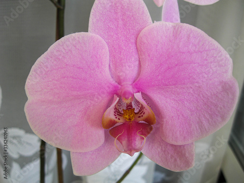 Pink Orchid flower on background of curtain for postcard and design idea concept. Phalaenopsis Orchid.