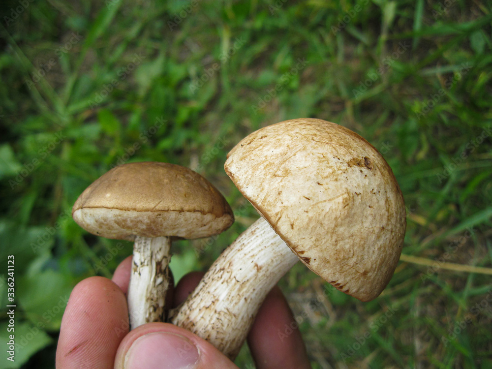 Two large brown white cut mushrooms in hands on background of green grass in forest in sunny spring or summer day, edible mushroom birch boletus. Found mushrooms in grass during mushrooming Two large brown white cut mushrooms in hands on background of green grass in forest in sunny spring or summer day, edible mushroom birch boletus. Found mushrooms in grass during mushrooming