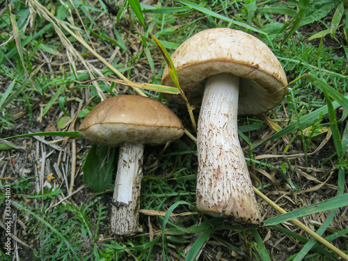 Two large brown white cut mushrooms laying on green grass in forest in sunny spring or summer day, edible mushroom birch boletus. Found mushrooms in grass during mushrooming