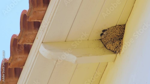 Swallow Baby Chicks Feeding on Nest, Swallow Baby chicks on nest waiting mouth opened to be fed by their parents. Hatchlings, house, swallow, chicks, open, baby, nestlings. ornithology background