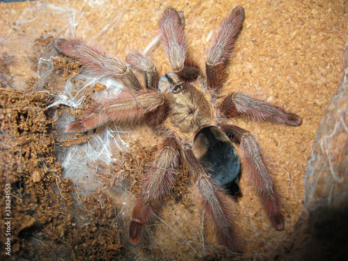 Psalmopoeus pulcher tarantula spider on web on cork back wall in terrarium. Beautiful background